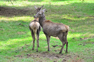 Hirsch im Wald