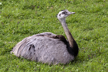 rhea