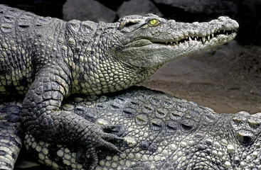 Crédence de cuisine en verre imprimé Crocodile Crocodile du Siam