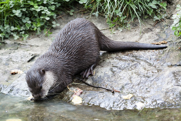otter