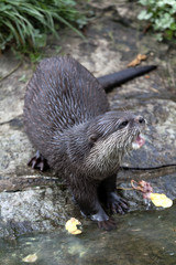 otter