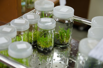 plant tissue culture in the laboratory