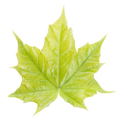 Green maple leaf isolated on white