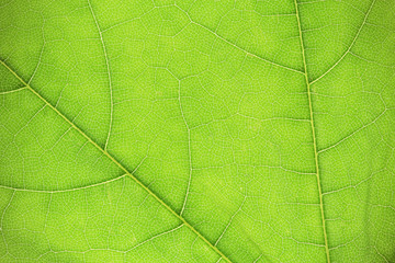 Fototapeta na wymiar Abstract green leaf texture background