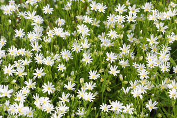 Little wild white flowers blooming in springtime