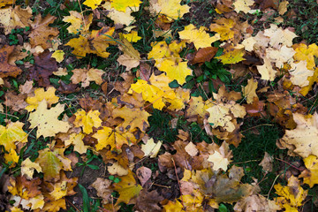 Colorful autumn leaves