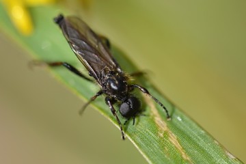 Black fly (Bibio marci) on the leaf