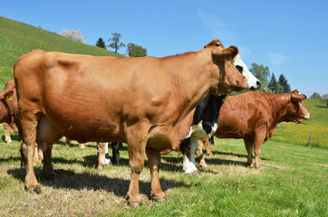Cows in Emmental region, Switzerland