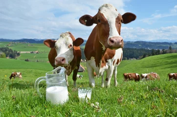 Fototapeten Milch und Kühe. Emmentaler Region, Schweiz © HappyAlex