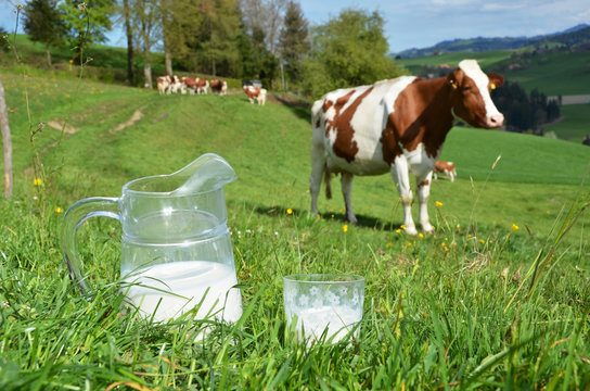 Milk and cows. Emmental region, Switzerland