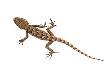 lizard on a white background. Macro