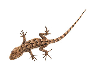 lizard on a white background. Macro