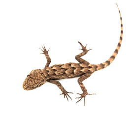 Naklejka premium lizard on a white background. Macro