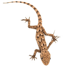 lizard on a white background. Macro