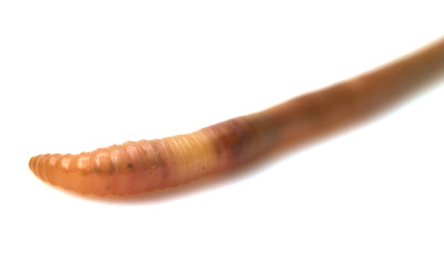animal earthworm isolated on white