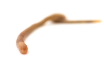 animal earthworm isolated on white