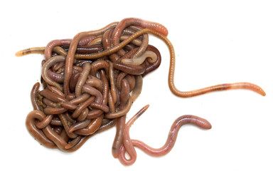 Obraz premium earthworms on a white background. Macro