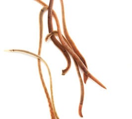 earthworms on a white background. Macro