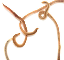 Obraz premium earthworms on a white background. Macro