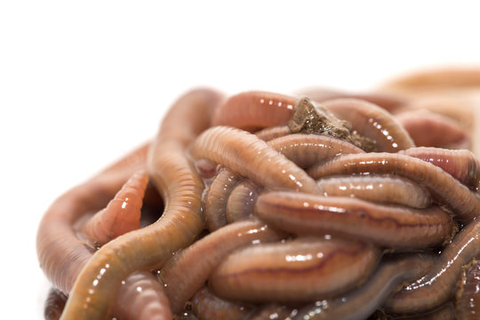 earthworms on a white background. Macro