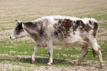 cow on pasture