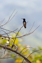 Type of Fawn-breasted Brilliant Hummingbird
