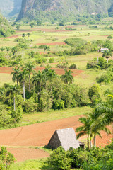 Agriculture at the Vinales Valley in Cuba