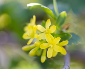 yellow flowers in spring. macro