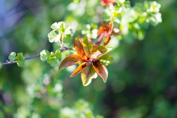 red leaves on a tree in spring
