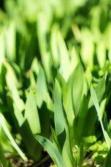 Obraz premium green grass in nature