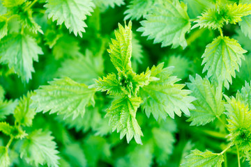 green nettle bush