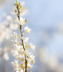 beautiful flowers on the branches of a tree