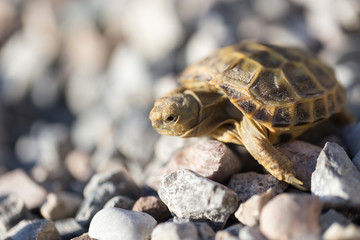 turtle on rocks in nature