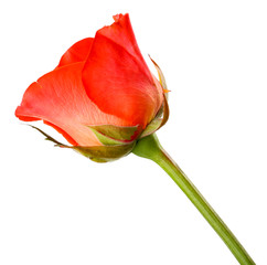 Beautiful rose isolated on white