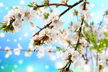Beautiful blooming branches, close-up, on light background