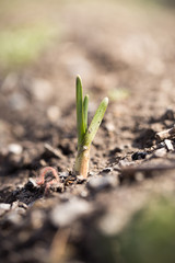Escape small garlic after snow. macro