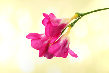 Delicate freesia flower on bright background