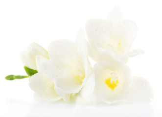 Obraz na płótnie Canvas Delikatna frezja kwiat samodzielnie na biały