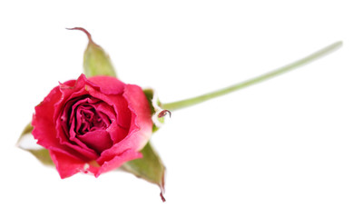 Beautiful pink dried rose, isolated on white