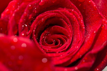 Naklejka premium krople wody na różach. makro