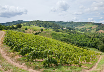 Fototapeta na wymiar Vineyards in the wine making region of Beaujolais, France