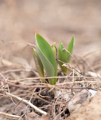 sprout tulip in nature. macro