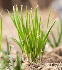 onions in the garden