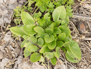 garden sorrel