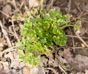 parsley in the garden