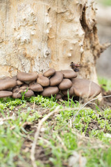 oyster mushrooms in nature