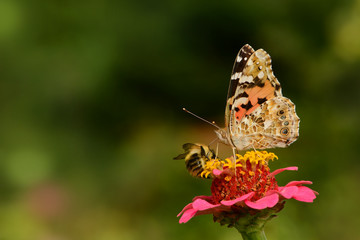 Schmetterling 120 © K.-U. Häßler
