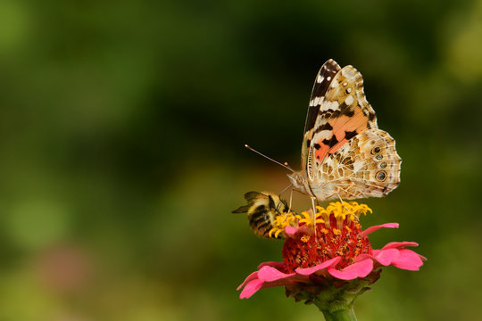 Schmetterling 120