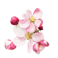 Naklejka premium spring blossoms. apple tree flowers isolated on white
