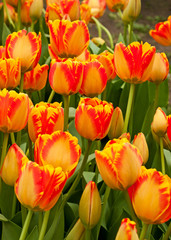 Beautiful tulips